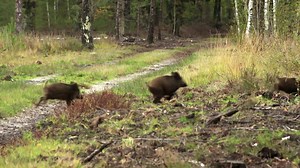 153K views · 153 reactions | Over 15,000 hunting, fishing, and shooting shows available to stream or download at MyOutdoorTV! | MyOutdoorTV | Facebook