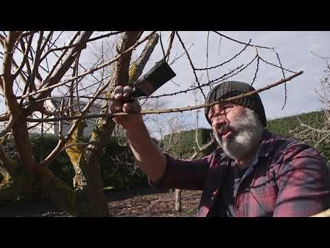 How to whitewash your trees