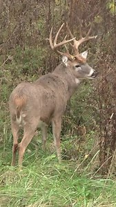 9.1M views · 255K reactions | A GIANT Midwest Buck vs The Extinguisher  | The Deer Society | Facebook