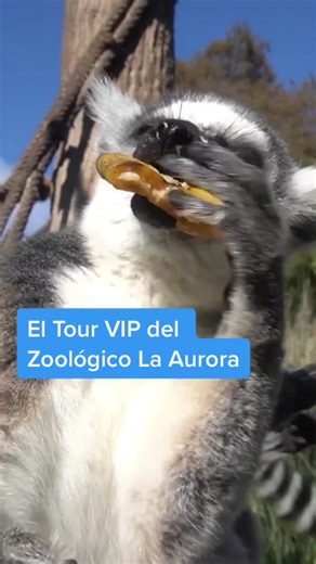 Experiencia en el zoológico de Guatemala con animales