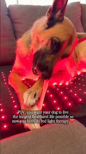 Red light therapy for dogs 🏮🐕🏮 #shorts #dog