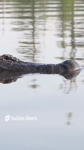 A Giant Alligator Swam Right Up to My Kayak