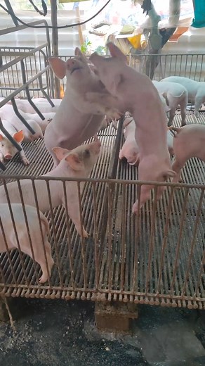 3 Ways to Raise Pigs for BIG Farmhouse Profits! 🐷💰 Want to turn pig farming into a highly profitable business? In this video, we’ll show you three powerful ways to raise pigs in a farmhouse setting and maximize your earnings. Whether you’re just starting out or already farming, these practical tips will help you boost your farm’s profitability while ensuring your pigs grow healthy and strong. We’ll cover: ✅ The best pig breeds for fast growth and high returns ✅ Feeding strategies to cut costs 