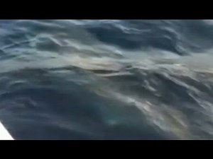 Great White Shark Caught by Fisherman: Video Caught on Tape