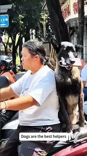 Top Moments of Dogs Helping People 🐕😁