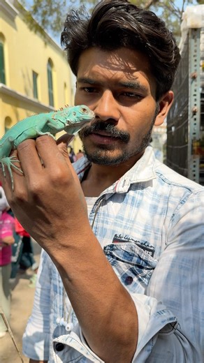 Rare Blue Iguana 😱 | World’s Most Beautiful Lizard 🦎 | Parrot Sachin #shorts
