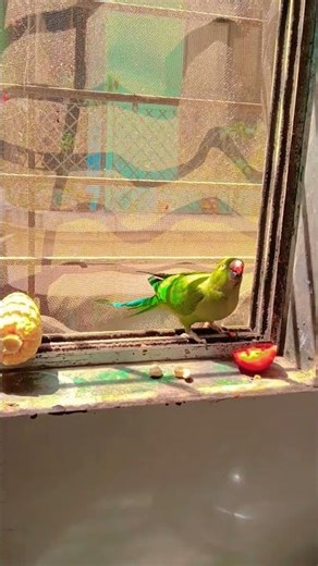 🙏🙏🙏🦜🦜🦜🦜