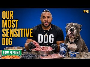 How We Transitioned Our Most Sensitive Dog to Raw Food