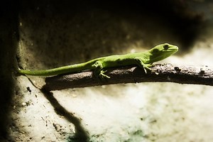 Toxic Chemicals For Geckos - Cuteness