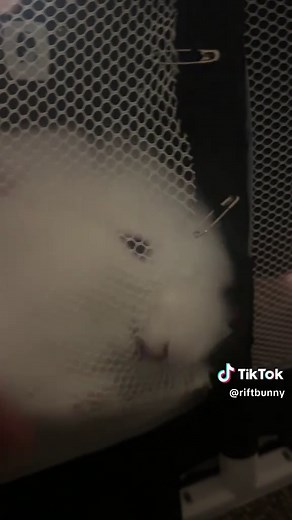 Miffy houdini the escape #bunny