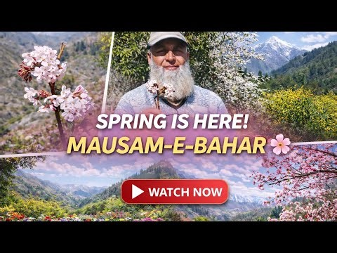 Season of Blossoms ||Colors of Spring in the Hills #spring