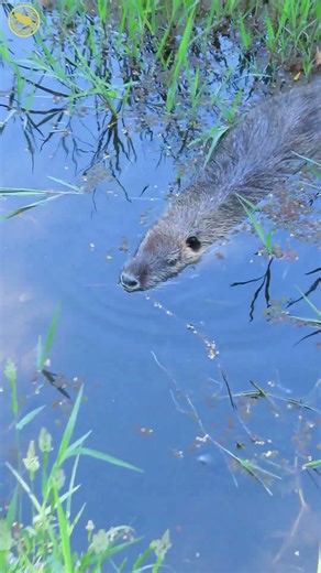 緑ヶ丘公園のヌートリア 5月10日 #coypu #animals #nutria #wildlife #ragondin #緑ヶ丘公園
