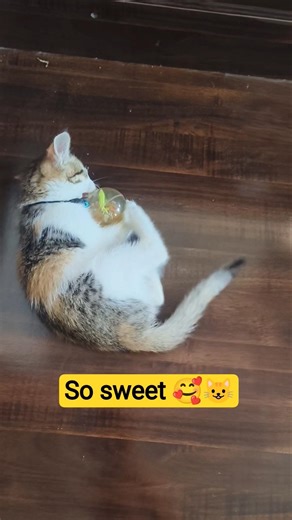 Meow-tastic! 🐱#cat #trending #viralvideo #love #shorts