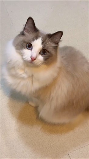 Kitty meowing to attract other cats