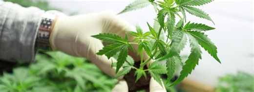 Is Aurora Cannabis (TSX:ACB) Quietly Repositioning Its Global Strategy Ahead of Possible U.S. Rescheduling?