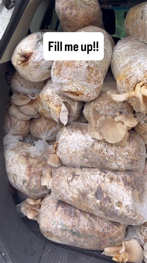 WE Love FREE Stuff 🤭 #mushroom