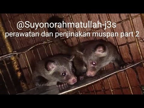 care and taming of muspan part 2 @Suyonorahmatullah-j3s