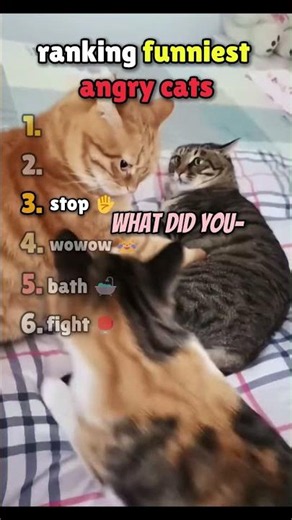 Ranking funniest ANGRY cats 😂😡
