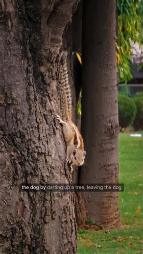 Dog Loses It Over a Squirrel 😂
