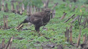 Je vous invite à passer quelques instants en compagnie de cette Buse variable en recherche de nourriture facile, insectes et vers de terre, dans un champ à proximité de la route. Elle était tellement concentrée sur son déjeuner que sa gourmandise m'a permis de la filmer quand elle s'est progressivement rapprochée jusqu'à une vingtaine de mètres à peine 🍀🤩 Bonne journée 🦅❄️🙂 | Quit Photography Nature
