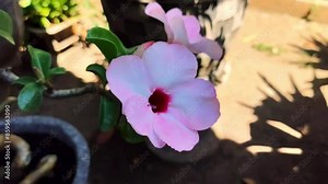 Aesthetic video footage of the Adenium boehmianum plant