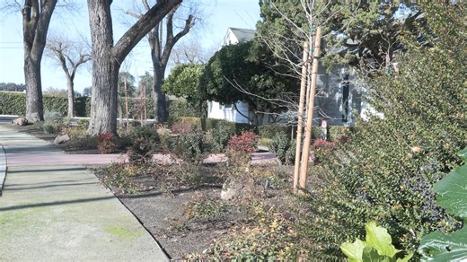 1.7K views | Our Turf Replacement Program really adds up! With a $2/per sq. foot rebate, updating your yard to a drought-tolerant one will save you money and water. Learn all the details at https://www.modestogov.com/922/Turf-Replacement-Program | City of Modesto - City Hall | Facebook