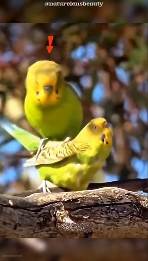 Budgerigars Flock to Escape Desert Predators! #shorts