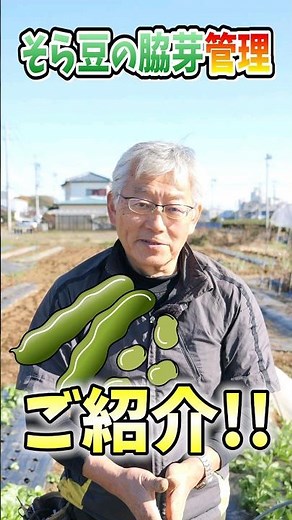 家庭菜園や農園のソラマメ栽培で脇芽管理する方法！暖冬の害虫対策や摘心方法とソラマメの育て方！【農家直伝】#shorts
