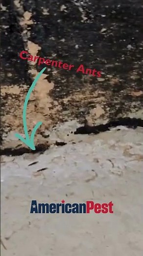 Carpenter ants can cause damage to your home's foundation🐜