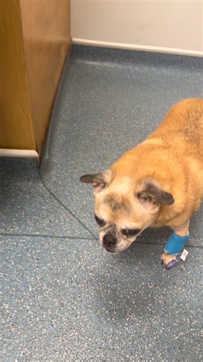 The last few weeks have pushed me to my absolute limits. In the middle of the night, my mum was rushed into hospital. A day later, I found myself in A&E for ten hours after losing part of my finger - physically shaken and mentally overwhelmed. Then my little dog Odey, who hasn’t been away from home in over 15 years, became critically ill. There were nights I genuinely thought I was going to lose him. And that broke me in a way I wasn’t prepared for. When everything feels fragile at once, you rea