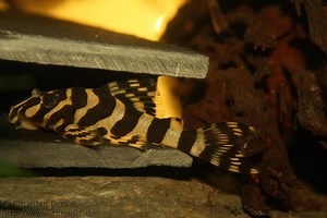 Leopard Frog Pleco (L134): Care, Size, Breeding & Tank Size - Fish Laboratory