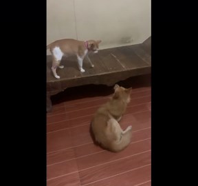 Feisty pet cat gives dog an unexpected punch on the nose