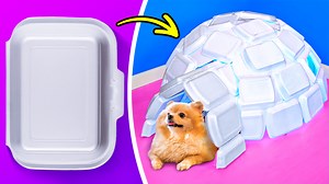 11K views · 48 reactions | Cute and useful crafts for pets, pet gadgets and hacks for smart dog and cat owners: | 5-Minute Recycle | Facebook