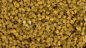 Maple Leaves Transition on Ground. background of maple leaves noise wind completely clearing the frame on a transparent alpha channel.