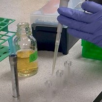 Video: Quantification of Information Encoded by Gene Expression Levels During Lifespan Modulation Under Broad-range Dietary Restriction in C. elegans