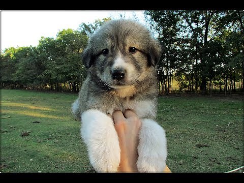 Full Blaireau Great Pyrenees Puppy 5 weeks old