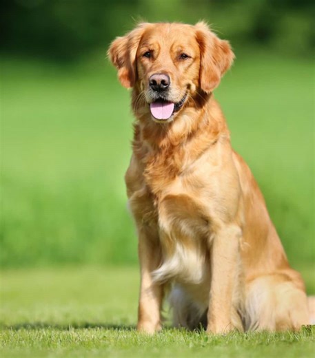 Troubleshooting CapCut Template Issues