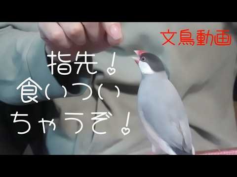 文鳥のカニ歩き？ 横歩き？ 指先食いついちゃうぞ！ 文鳥動画