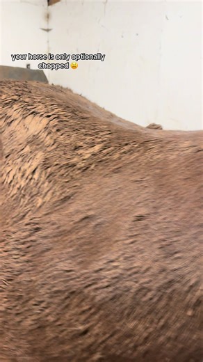 The Winter Transformation of a New Forest Pony