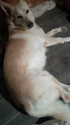 Peaches the White German Shepherd is in heat.