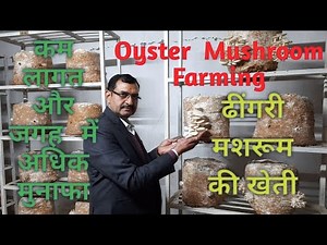 Oyster (ढींगरी) Mushroom Farming | Complete Practical Training by Dr. Satya Narayan Choudhary