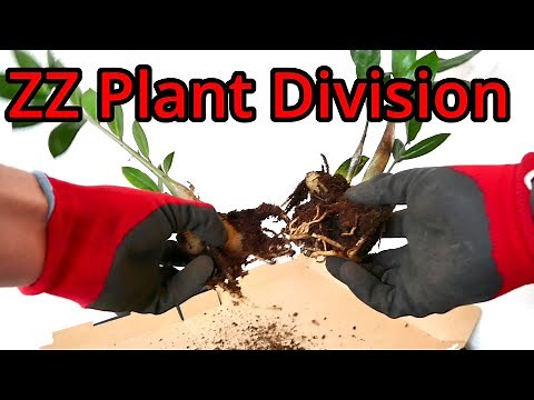 How to Separate ZZ Plants (Zamioculcas zamiifolia)
