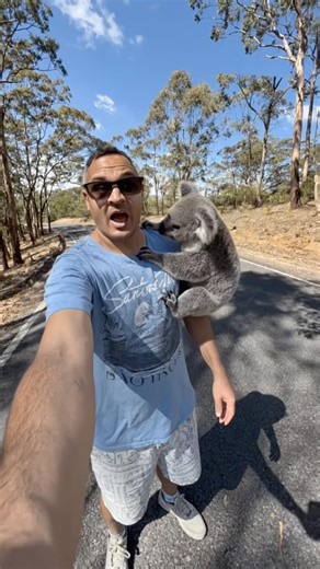 A koala lands on Nick’s shoulder ￼