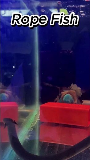 Rope Fish: The Snake-Like Freshwater Wonder! 🐍🐟✨