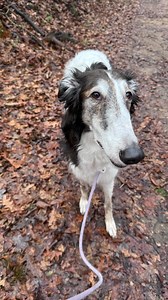 please recommend abby to your friends and family • • • #borzoi #choose #pov #companion #doglovers #2d #sighthounds #fyp #relatable #dog #reels #reelinstagram #dogsofinstagram #dogstagram #dogslife | Cleolonglegs