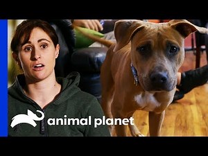 Villalobos Rescues Pup Left Behind By Arrested Owner | Pit Bulls & Parolees