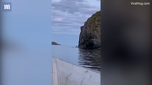 Cannonball! Moose takes daring leap off steep cliff
