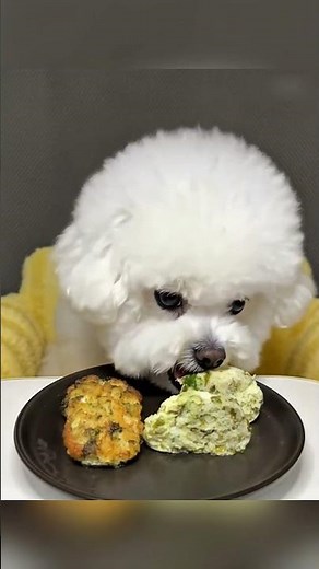 Hungry Puppy Eats Bread Loaf | #dog #pets #animals #shorts