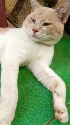 Angry a little 💜 #alakampunk #cat #pets #kucing #kitten #animals #funny #petlover #shorts