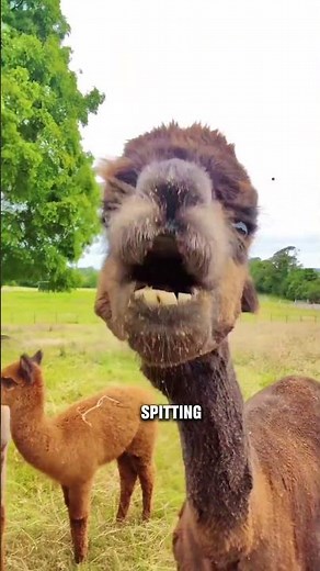 Alpacas spitting explained